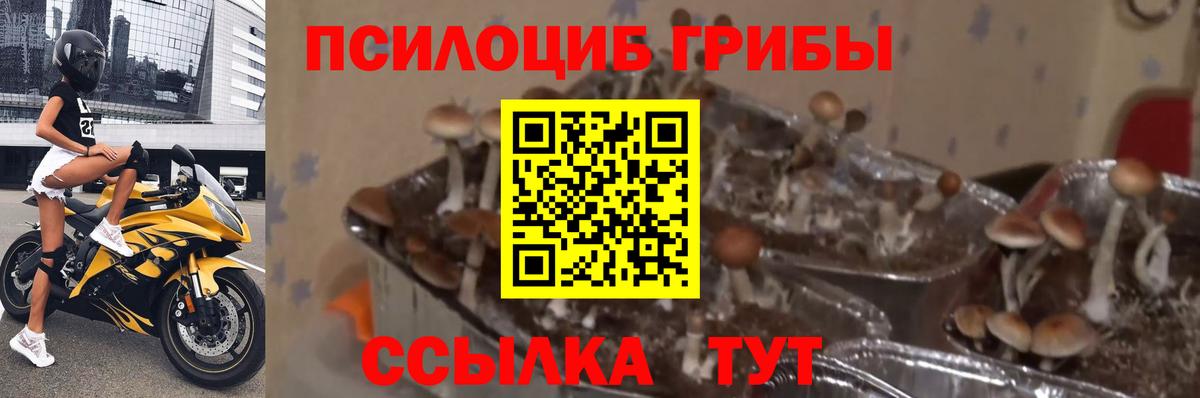 Псилоцибиновые грибы Psilocybine cubensis Полысаево